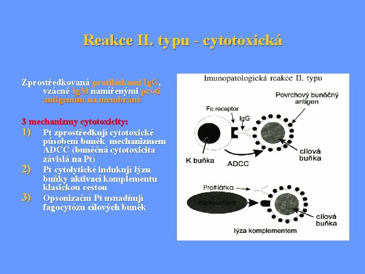 Reakce II. typu - cytotoxická Zprostředkovaná protilátkami Ig. G, vzácně Ig. M namířenými proti