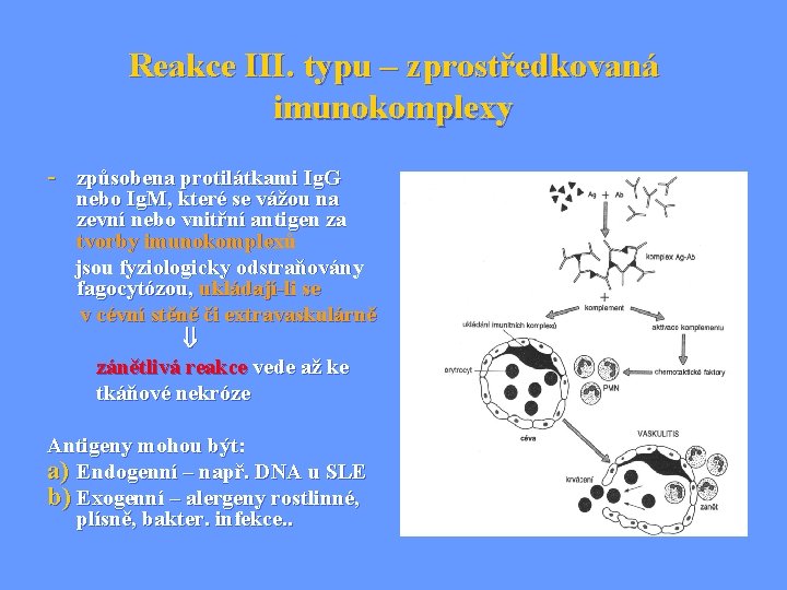 Reakce III. typu – zprostředkovaná imunokomplexy - způsobena protilátkami Ig. G nebo Ig. M,