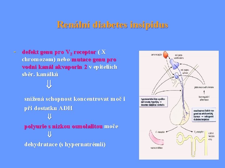 Renální diabetes insipidus - defekt genu pro V 2 receptor ( X chromozom) nebo