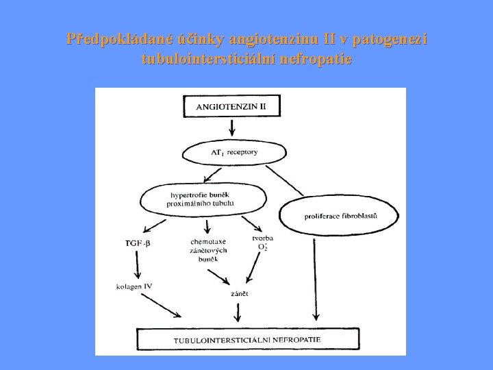 Předpokládané účinky angiotenzinu II v patogenezi tubulointersticiální nefropatie 