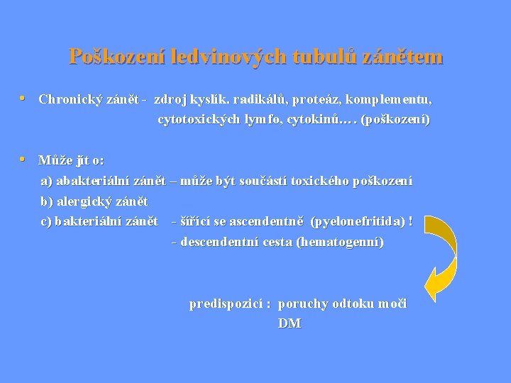 Poškození ledvinových tubulů zánětem • Chronický zánět - zdroj kyslík. radikálů, proteáz, komplementu, cytotoxických