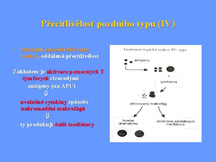 Přecitlivělost pozdního typu (IV) - buňkami zprostředkovaná reakce, oddálená přecitlivělost Základem je aktivace pomocných