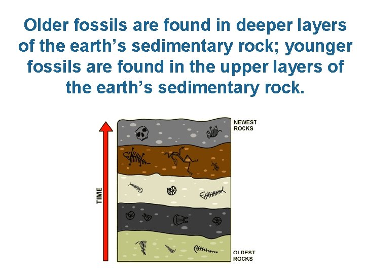 Older fossils are found in deeper layers of the earth’s sedimentary rock; younger fossils