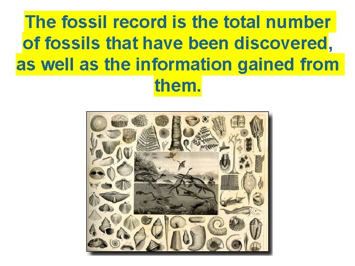 The fossil record is the total number of fossils that have been discovered, as