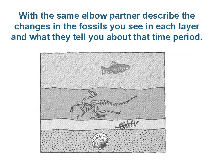 With the same elbow partner describe the changes in the fossils you see in