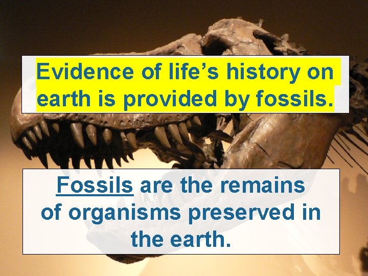 Evidence of life’s history on earth is provided by fossils. Fossils are the remains