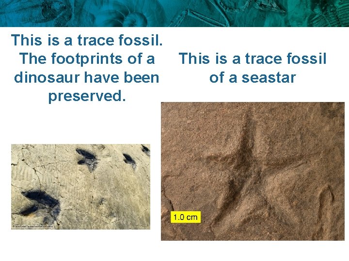 This is a trace fossil. The footprints of a This is a trace fossil