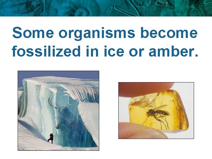Some organisms become fossilized in ice or amber. 
