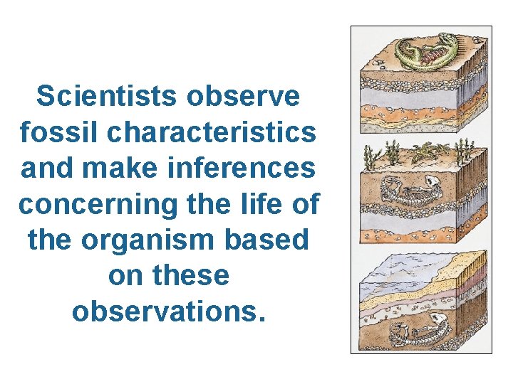 Scientists observe fossil characteristics and make inferences concerning the life of the organism based