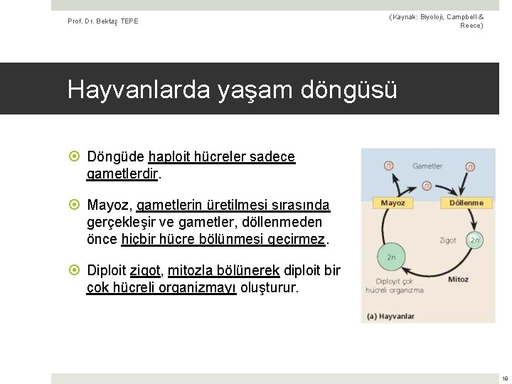 Prof. Dr. Bektaş TEPE (Kaynak: Biyoloji, Campbell & Reece) Hayvanlarda yaşam döngüsü Döngüde haploit