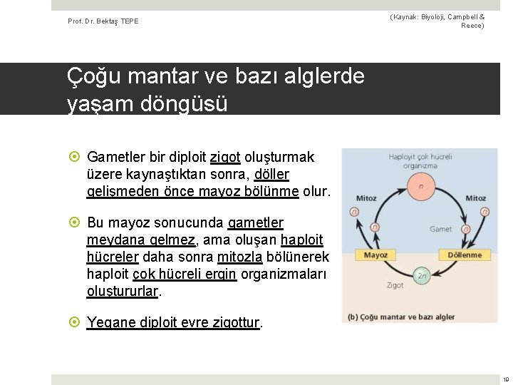 Prof. Dr. Bektaş TEPE (Kaynak: Biyoloji, Campbell & Reece) Çoğu mantar ve bazı alglerde