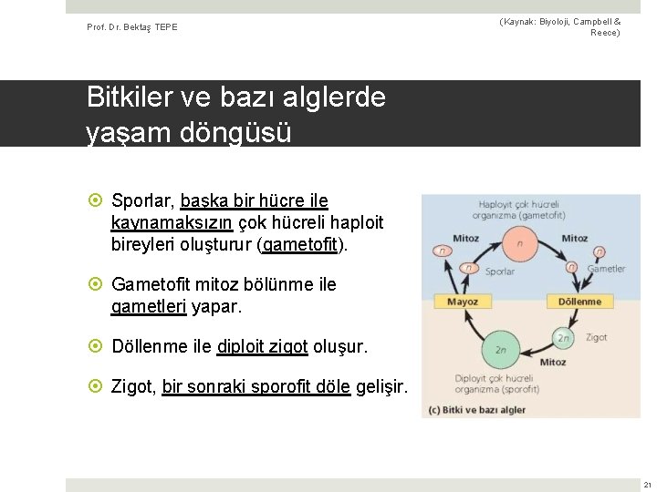 Prof. Dr. Bektaş TEPE (Kaynak: Biyoloji, Campbell & Reece) Bitkiler ve bazı alglerde yaşam