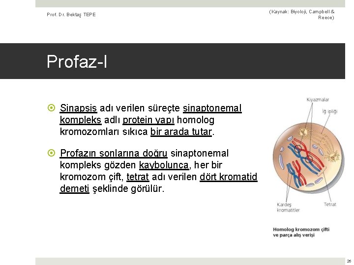 Prof. Dr. Bektaş TEPE (Kaynak: Biyoloji, Campbell & Reece) Profaz-I Sinapsis adı verilen süreçte