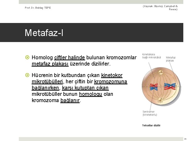 Prof. Dr. Bektaş TEPE (Kaynak: Biyoloji, Campbell & Reece) Metafaz-I Homolog çiftler halinde bulunan