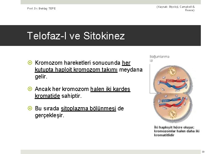 Prof. Dr. Bektaş TEPE (Kaynak: Biyoloji, Campbell & Reece) Telofaz-I ve Sitokinez Kromozom hareketleri