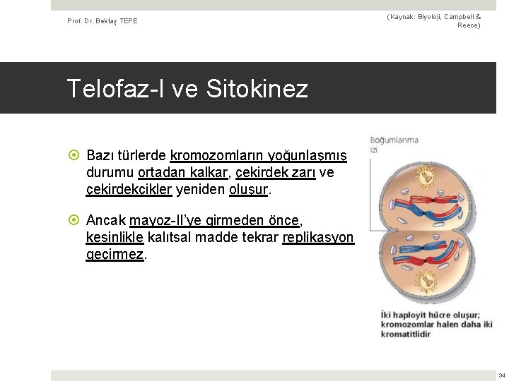 Prof. Dr. Bektaş TEPE (Kaynak: Biyoloji, Campbell & Reece) Telofaz-I ve Sitokinez Bazı türlerde