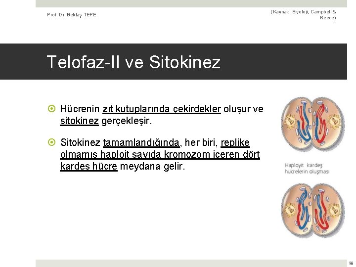 Prof. Dr. Bektaş TEPE (Kaynak: Biyoloji, Campbell & Reece) Telofaz-II ve Sitokinez Hücrenin zıt