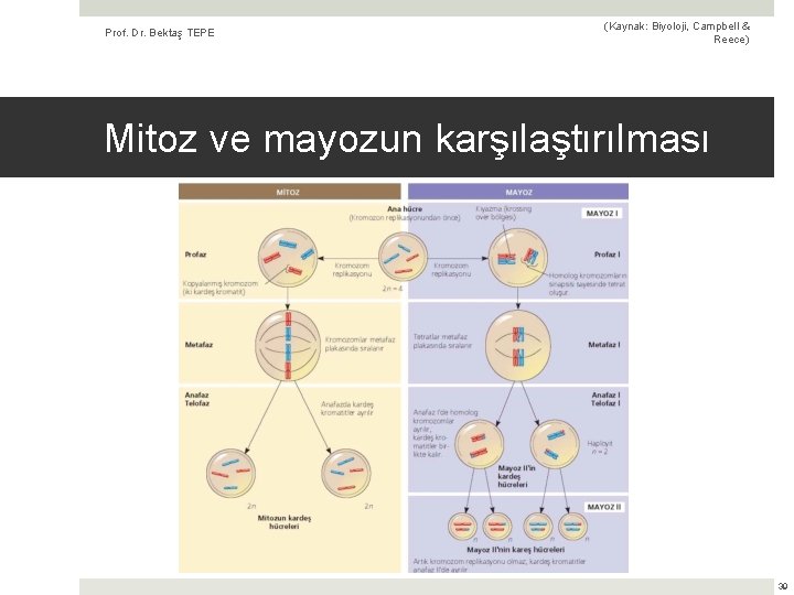 Prof. Dr. Bektaş TEPE (Kaynak: Biyoloji, Campbell & Reece) Mitoz ve mayozun karşılaştırılması 39