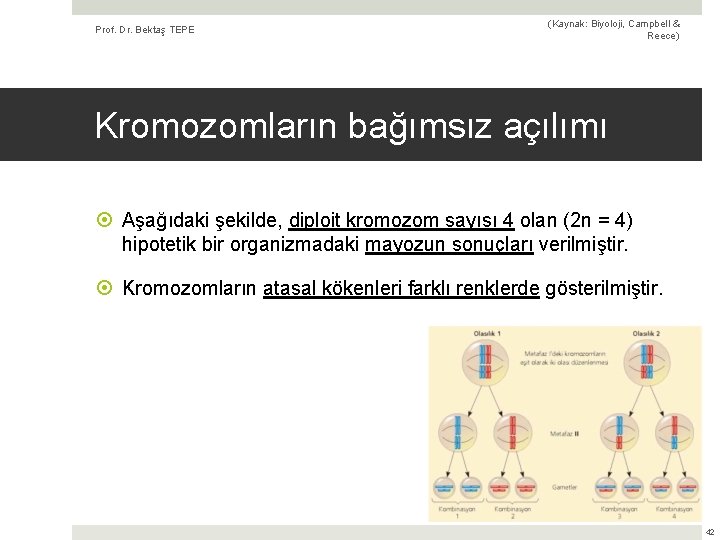 Prof. Dr. Bektaş TEPE (Kaynak: Biyoloji, Campbell & Reece) Kromozomların bağımsız açılımı Aşağıdaki şekilde,