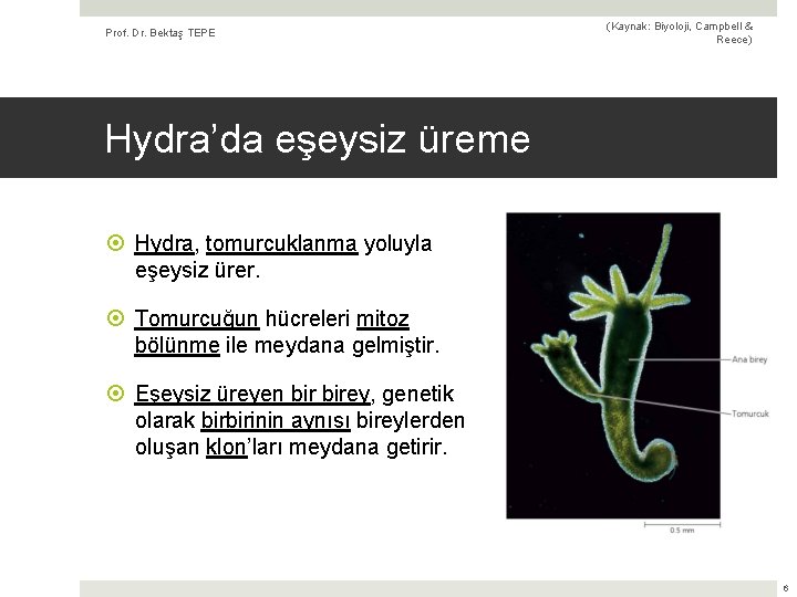 Prof. Dr. Bektaş TEPE (Kaynak: Biyoloji, Campbell & Reece) Hydra’da eşeysiz üreme Hydra, tomurcuklanma