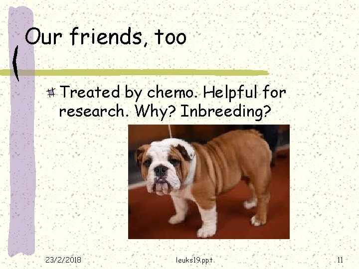 Our friends, too Treated by chemo. Helpful for research. Why? Inbreeding? 23/2/2018 leuks 19.