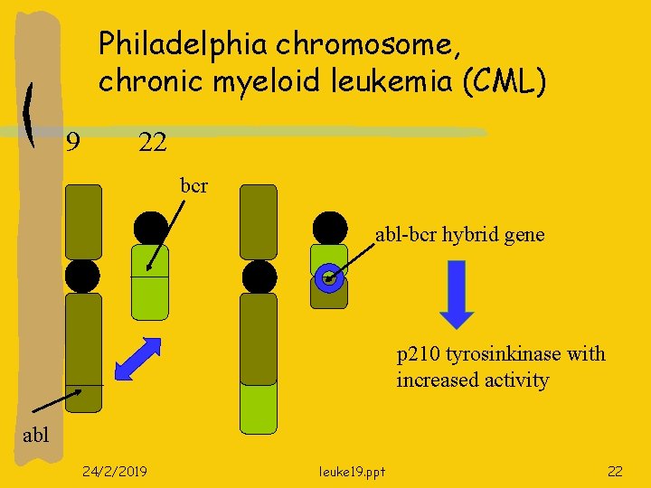 Philadelphia chromosome, chronic myeloid leukemia (CML) 9 22 bcr abl-bcr hybrid gene p 210