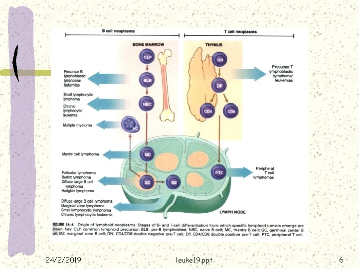 24/2/2019 leuke 19. ppt 6 