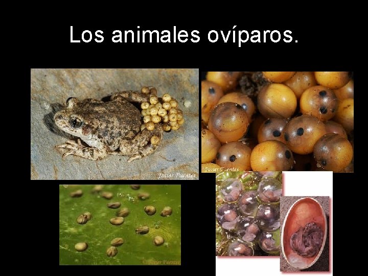 Los animales ovíparos. 