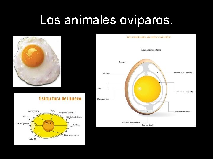 Los animales ovíparos. 