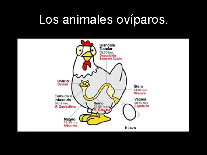 Los animales ovíparos. 