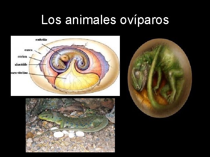 Los animales ovíparos 