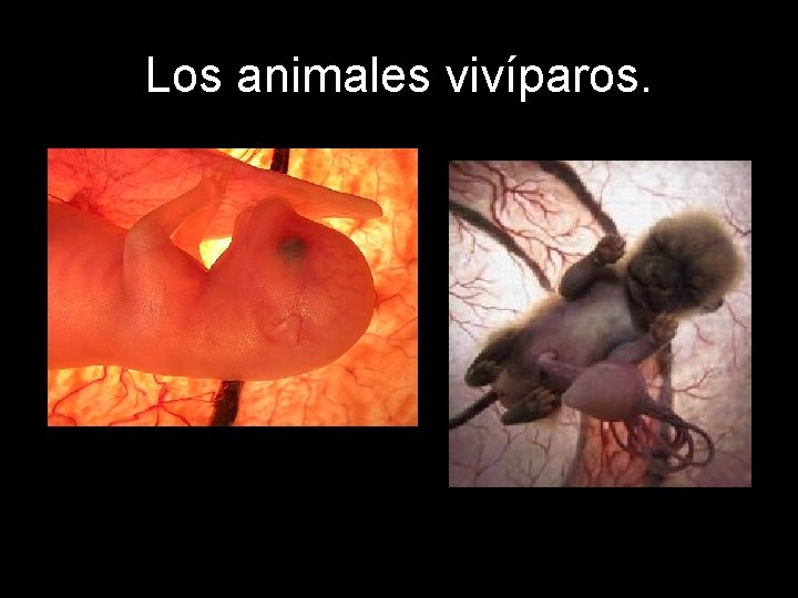 Los animales vivíparos. 