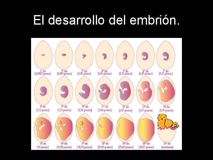 El desarrollo del embrión. 