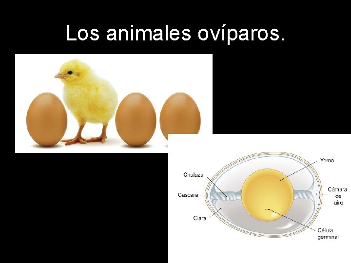 Los animales ovíparos. 