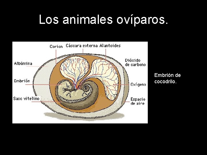 Los animales ovíparos. Embrión de cocodrilo. 