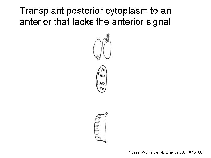 Transplant posterior cytoplasm to an anterior that lacks the anterior signal Nusslein-Volhard et al.