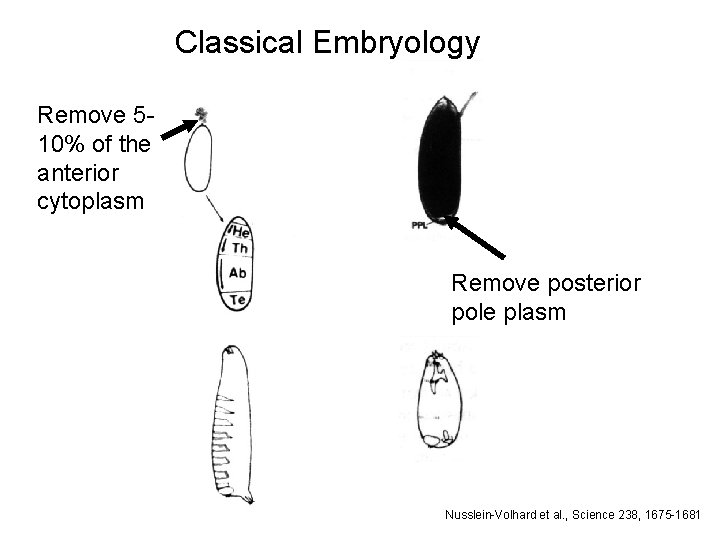 Classical Embryology Remove 510% of the anterior cytoplasm Remove posterior pole plasm Nusslein-Volhard et