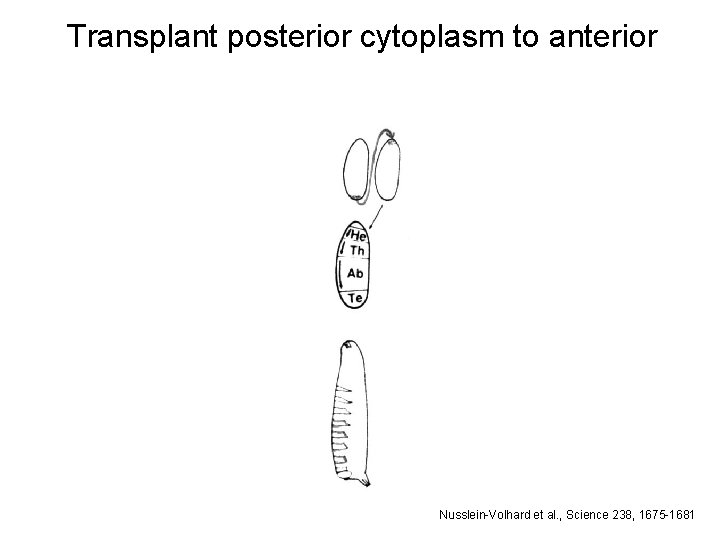 Transplant posterior cytoplasm to anterior Nusslein-Volhard et al. , Science 238, 1675 -1681 