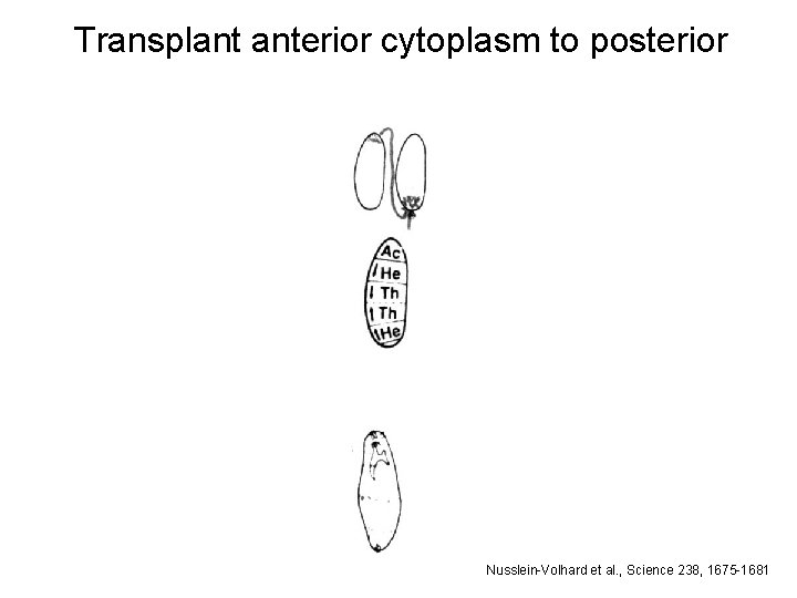 Transplant anterior cytoplasm to posterior Nusslein-Volhard et al. , Science 238, 1675 -1681 