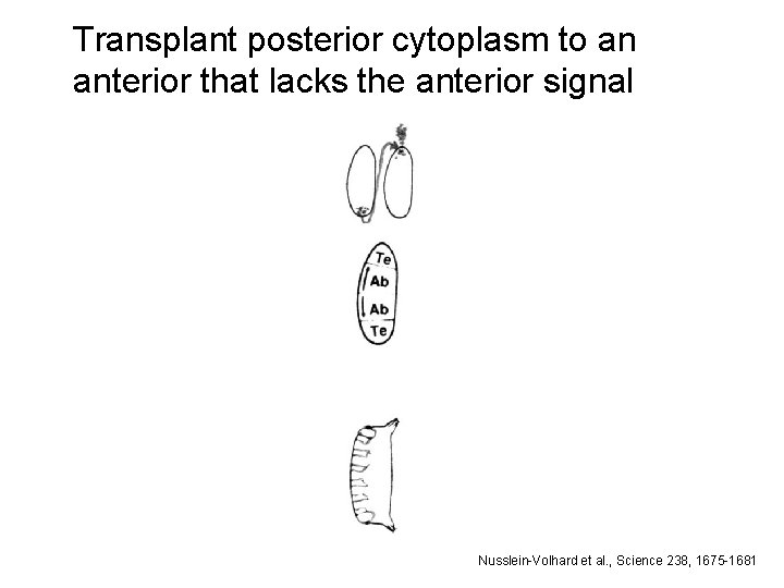 Transplant posterior cytoplasm to an anterior that lacks the anterior signal Nusslein-Volhard et al.