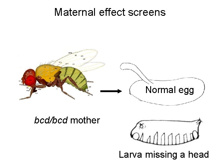 Maternal effect screens Normal egg bcd/bcd mother Larva missing a head 