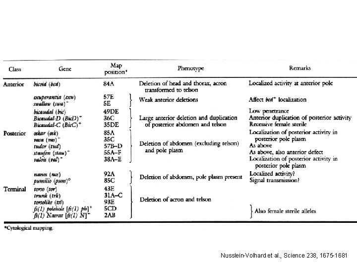 Nusslein-Volhard et al. , Science 238, 1675 -1681 