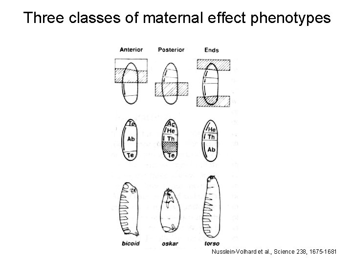 Three classes of maternal effect phenotypes Nusslein-Volhard et al. , Science 238, 1675 -1681