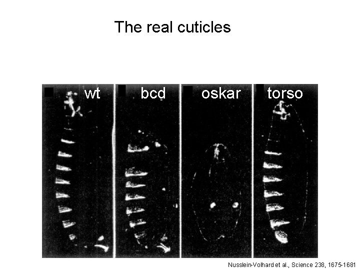 The real cuticles wt bcd oskar torso Nusslein-Volhard et al. , Science 238, 1675