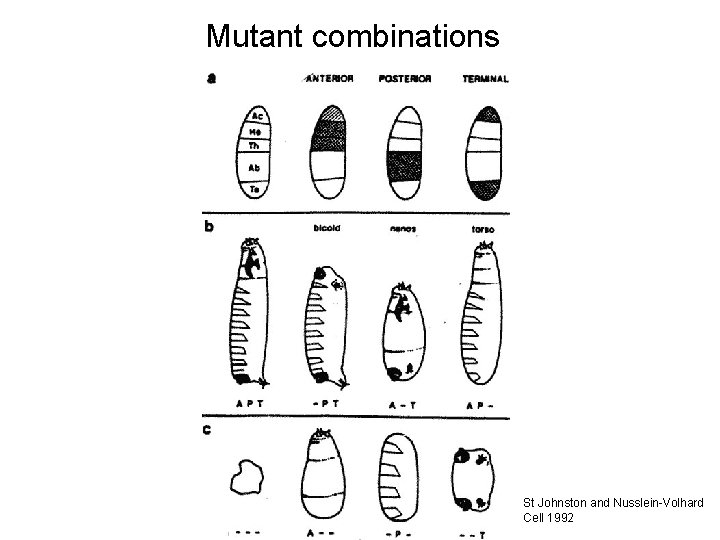 Mutant combinations St Johnston and Nusslein-Volhard Cell 1992 