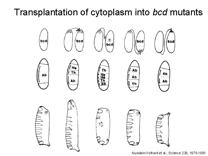 Transplantation of cytoplasm into bcd mutants Nusslein-Volhard et al. , Science 238, 1675 -1681