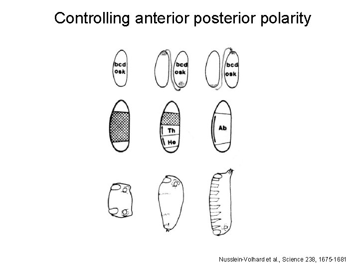 Controlling anterior posterior polarity Nusslein-Volhard et al. , Science 238, 1675 -1681 