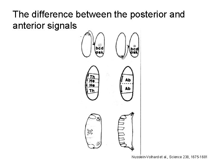 The difference between the posterior and anterior signals Nusslein-Volhard et al. , Science 238,