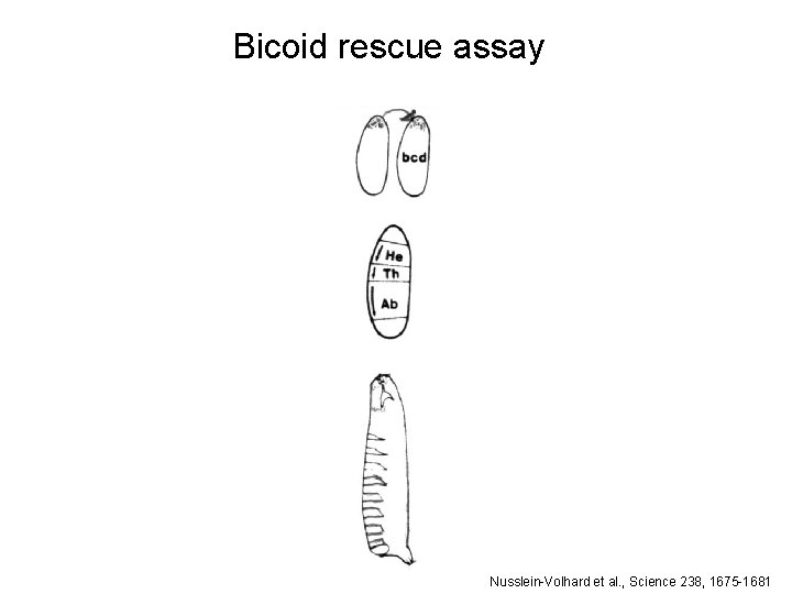Bicoid rescue assay Nusslein-Volhard et al. , Science 238, 1675 -1681 