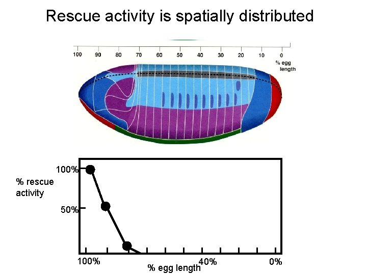 Rescue activity is spatially distributed 100% % rescue activity 50% 100% 40% % egg